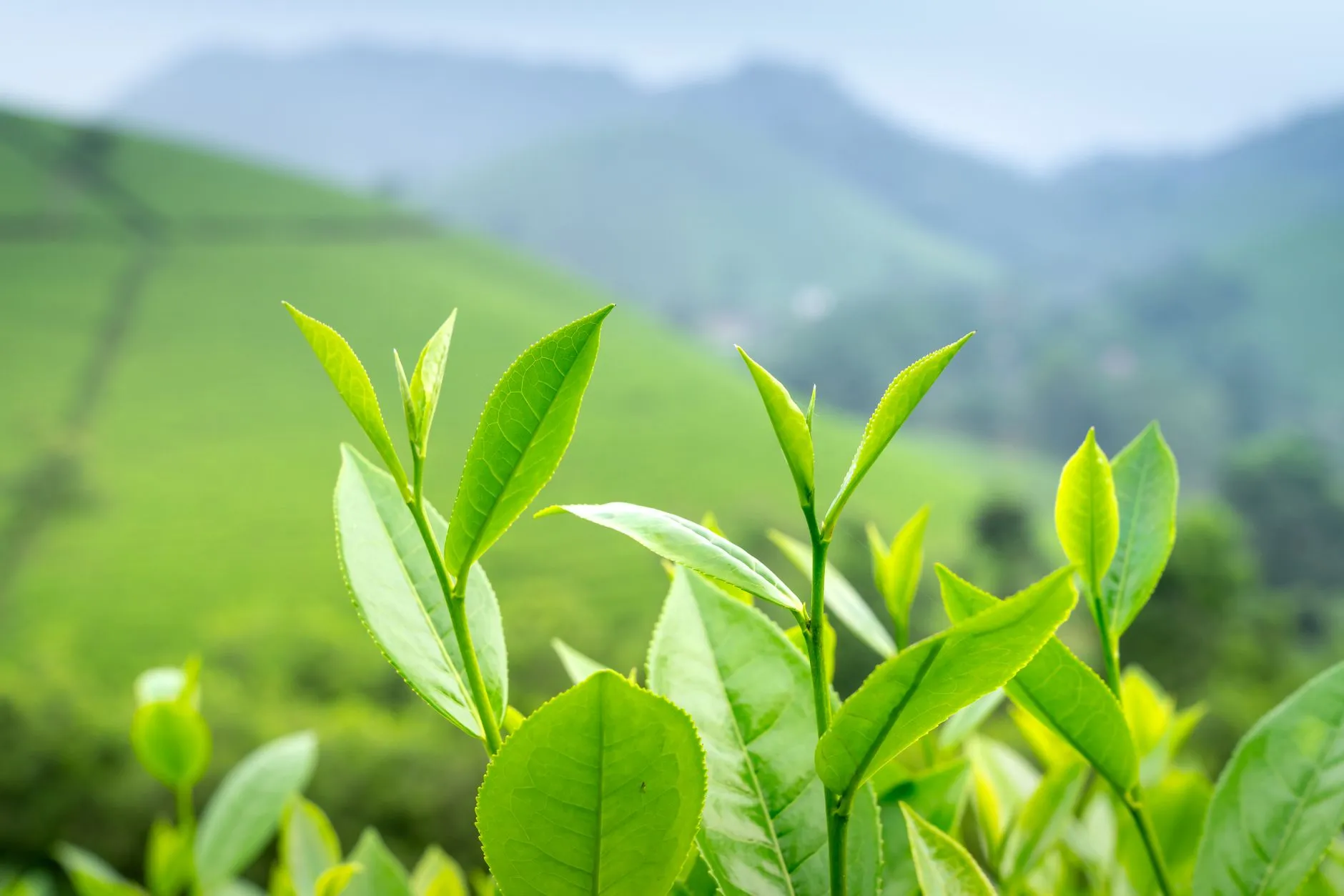 柳州智迪贸易供应链管理方案：优化商品流通环节的实践路径