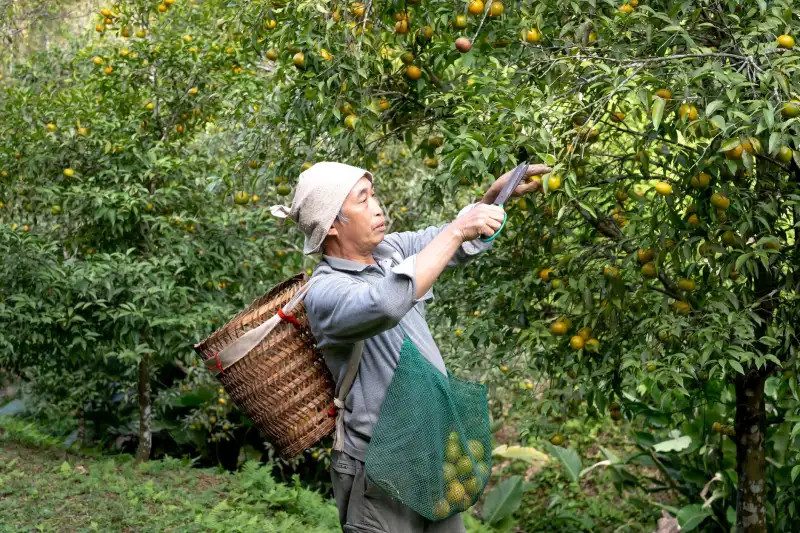 柳州智迪贸易供应链管理服务解析：如何优化商品流通与库存周转效率